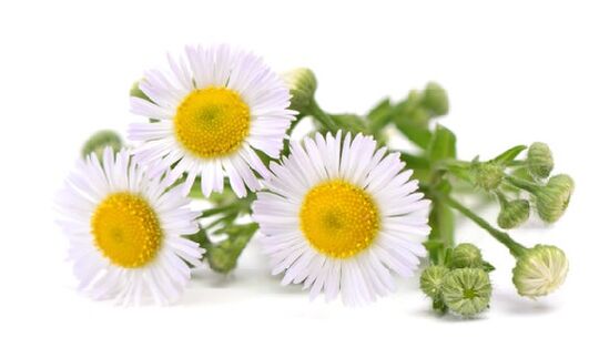 Intenskin enthält Chamomile Extrakt